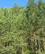 Maritime Pine (Pinus pinaster)